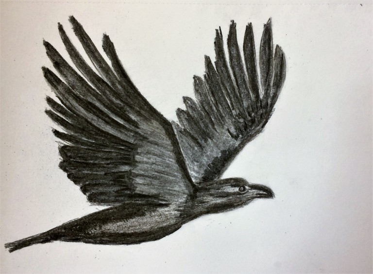 Charcoal sketch of a raven in flight and wingspan